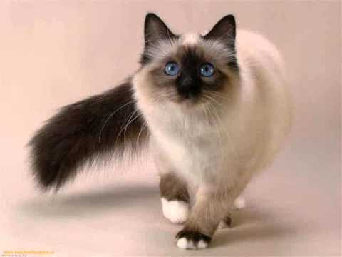 Siamese cat domestic cat medium to large cat long hair cat