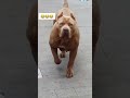 Esse Cachorro é Perigoso