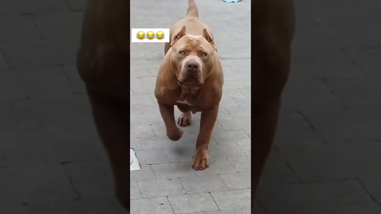 Watch Now Esse cachorro é perigoso😢😂 Esse cachorro é perigoso😢😂