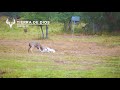 Ram And BIG Buck Fight At Tierra De Dios Ranch