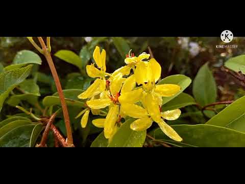 KAPINOY/ANG HALAMANG YELLOW VINE NA KULAY DILAW ANG MGA BULAKLAK SA HARDEN NG SCHOOL NG FEU ALABANG