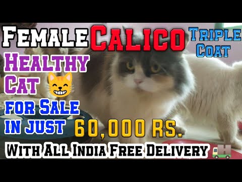 Female Calico Triple Coat Healthy Cat Kittens | For Sale in Just 60,000 Rs. | With Free Delivery 🚚