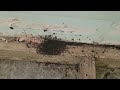Ants Infest the Basement of Business in Farmingdale, NJ