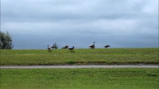 Doobie Brothers-Ukiah