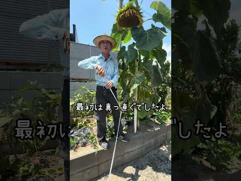 ヒマワリ 植物