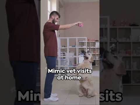 Stress-Free Vet Visits: Expert Tips Revealed!