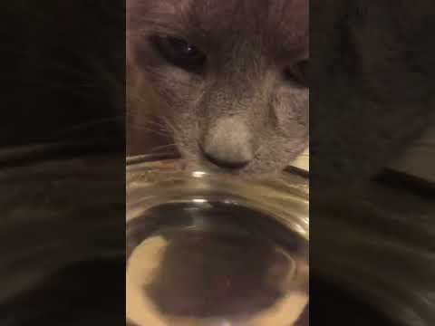Russian Blue Cat  Drinking Water (ASMR)