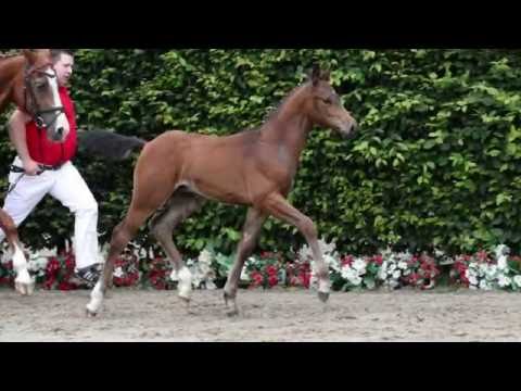 09 Achilles Hengst von A la Carte NRW - Landsieger I