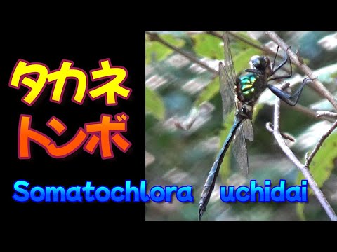 園芸 ホロホロヒョウモン、タゲリの卵、メレアガー、チェッカーボードヒョウモン、コシグロレ、マーシュチューリップ