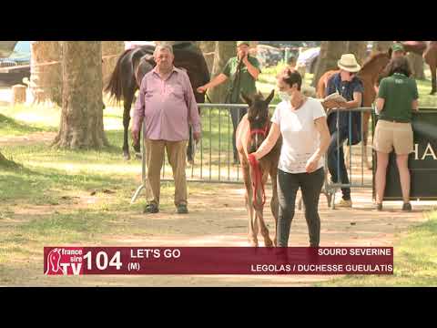 Sprinter Sacré Show 2021 : Lot 104 - Let's Go