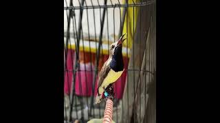 Download lagu SOGON GACOR ISIAN PLECI ❗❗ mp3 Download lagu SOGON GACOR ISIAN PLECI ❗❗ mp3