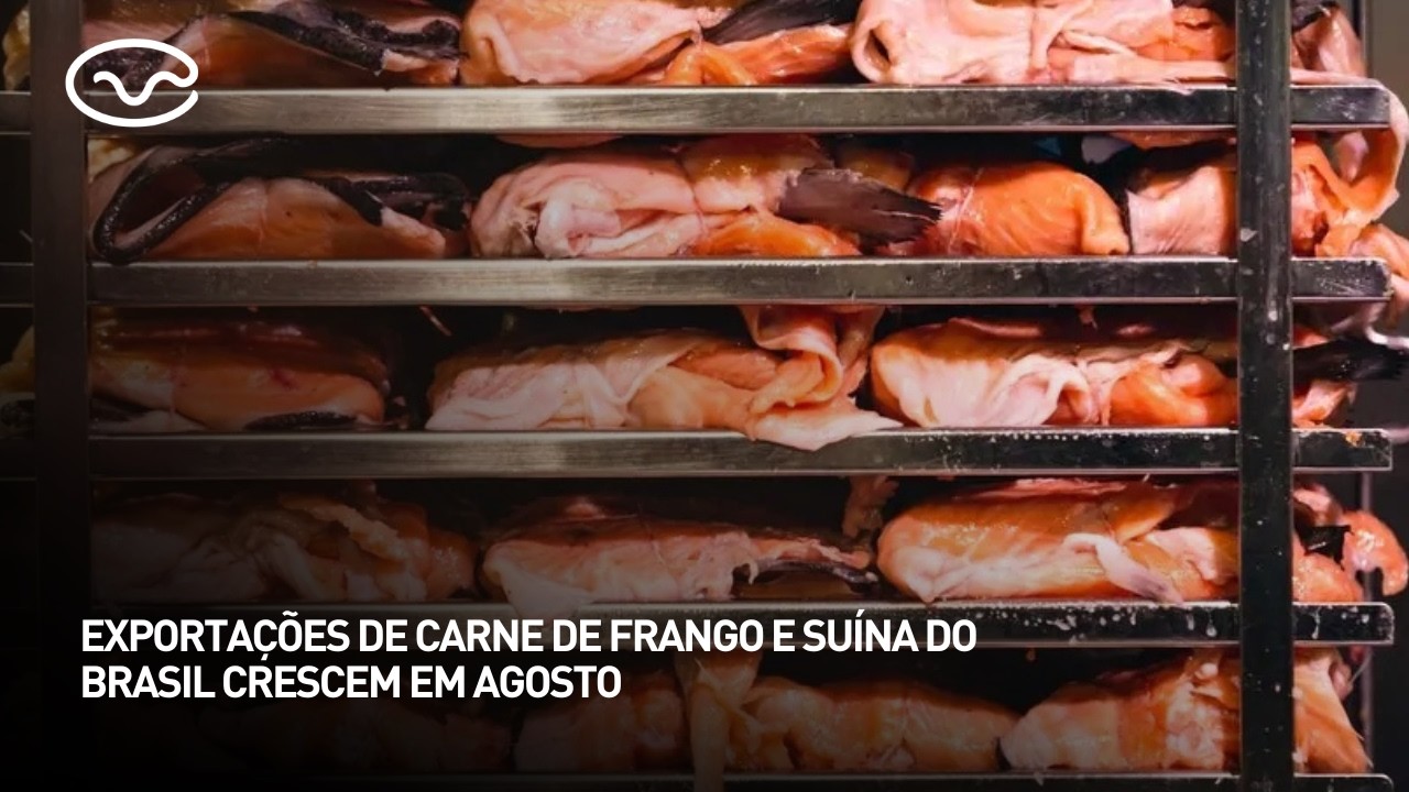 Exportações de carne de frango e suína no Brasil crescem em agosto