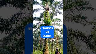 Download lagu 👉“Harvesting a 7-Meter Palm Oil Plant: Dodos vs. Egrek, Which is Easier?” #viralshorts mp3