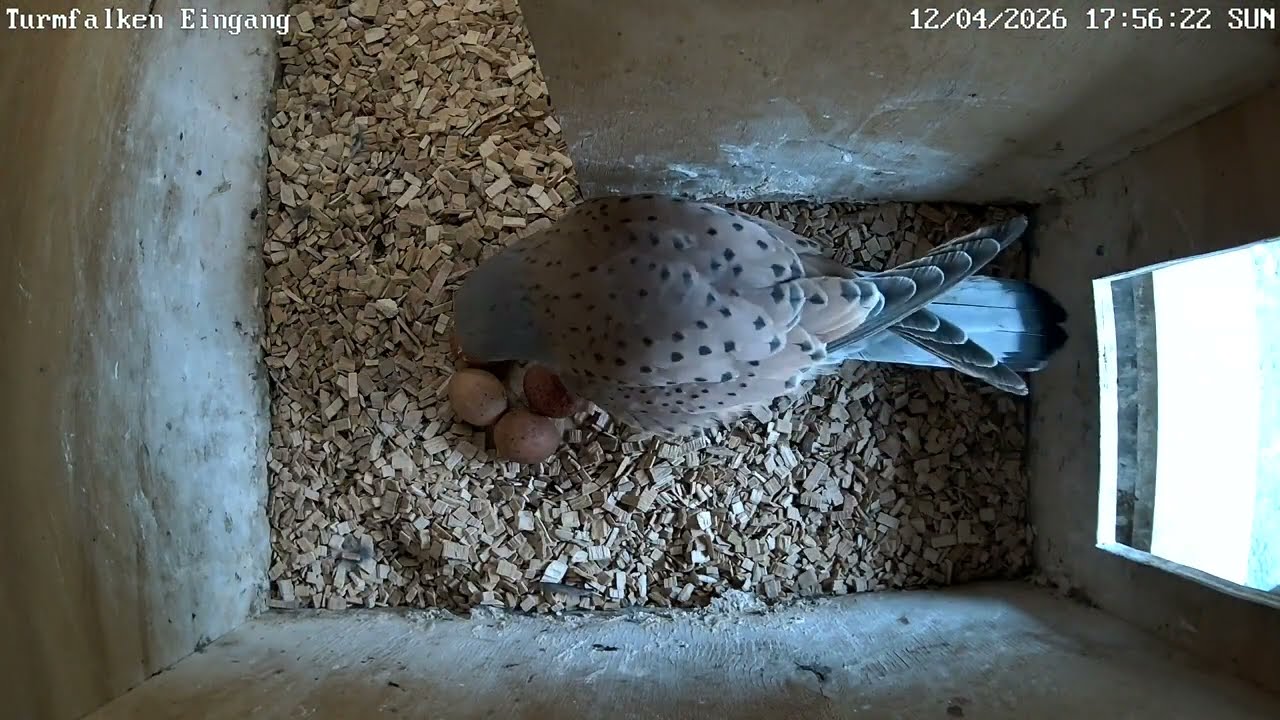 Erdkröten, Igel und weitere Eier | 12.04.2026