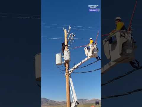 Lineman saves persistent bear from from utility pole, see rescue