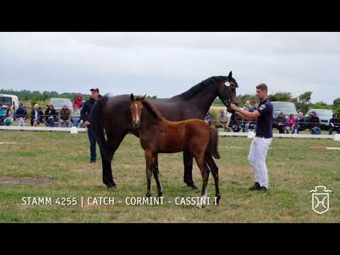 Fohlenschau 2018 | Hengstfohlen | Catch -  Cormint -  Cassini | Stamm 4255 | Ocke  Früchtnicht
