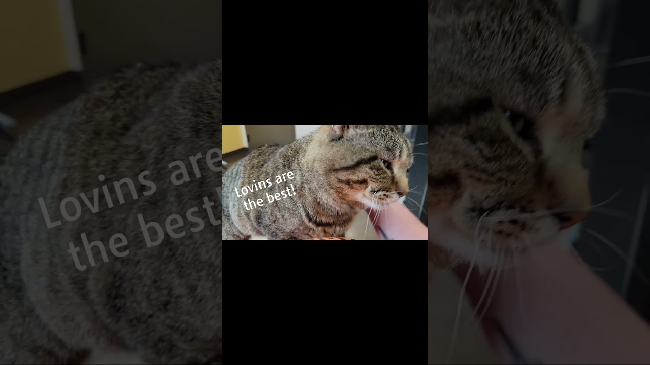 Moses, a Adoptable Domestic Short Hair in Nashville, IN video 6/6