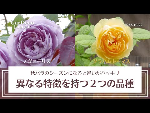 園芸 グラハムセージ