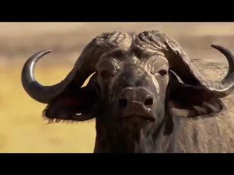 Jäger und Gejagte [Tier Doku]