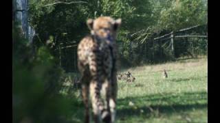 Fieldsports Britain – Rabbits with a cheetah, Westcountry Macnab, squeaking roebuck – Episode 1