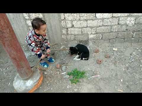 adel plays with the dog😍🐶