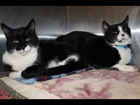 Thelma and Louise, an adopted Domestic Short Hair in Grass Valley, CA_image-1