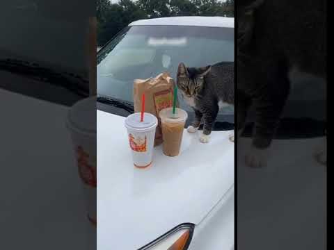 Cat Spills Owner's Iced Coffee From Hood of Car - 1147910