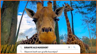 De 26 meest gestelde vragen over de giraffe🦒