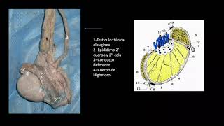 Aparato reproductor masculino - Anatomía
