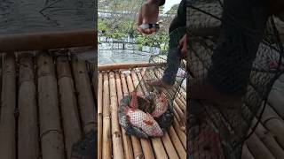 Download lagu final results of Sunday's stall Mang Dede #viralvideo #fishing #videoshort mp3