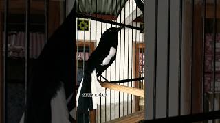 Download lagu Kacer GACOR buka ekor nembak isian KOLIBRI mp3 Download lagu Kacer GACOR buka ekor nembak isian KOLIBRI mp3