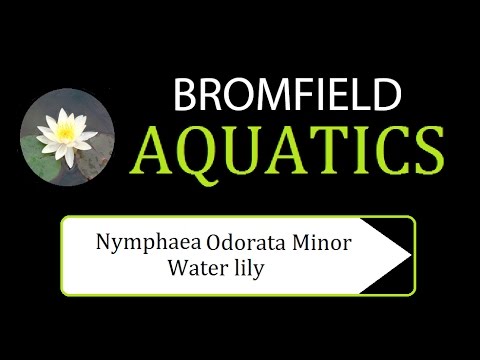 Nymphaea Odorata Minor water lily aquatic pond plant