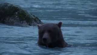 preview picture of video 'Huge Wild Brown Bear Up Close - Part 1'