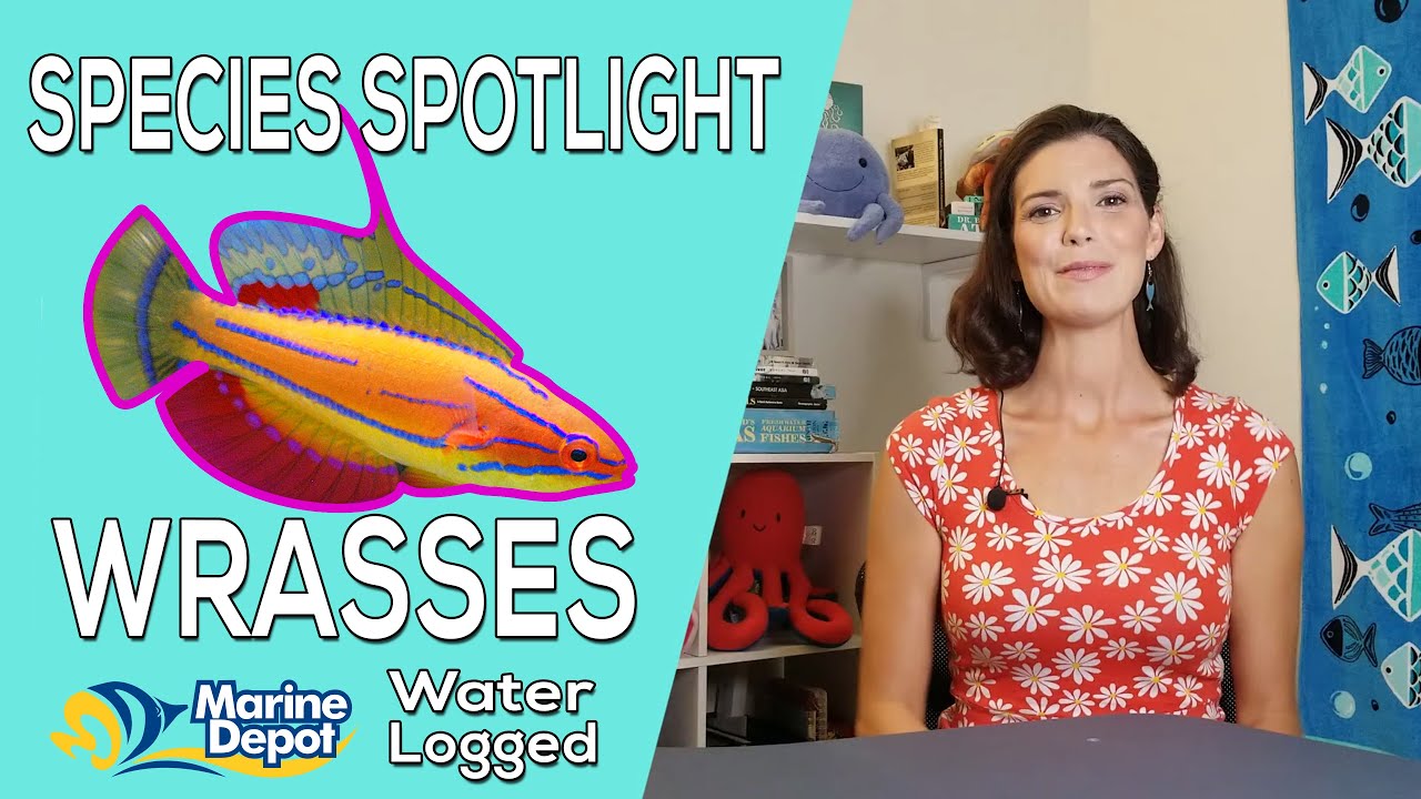 What do you feed wrasse?