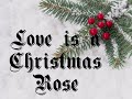 Love is a Christmas Rose