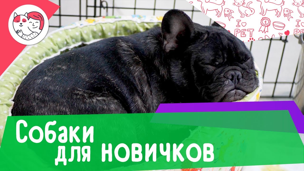 Топ-6 пород собак для начинающих собаководов