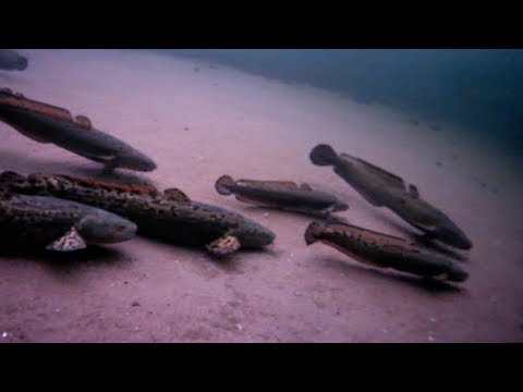 Isfiskeri efter knuder