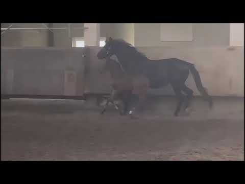 Hengstfohlen Bonds x Den Haag 2021