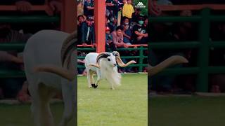 Download lagu adu mekanik DOMBA GARUT GAGAH KASEP #dombagarut #shorts #viralvideo #dombagarutkontes mp3 Download lagu adu mekanik DOMBA GARUT GAGAH KASEP #dombagarut #shorts #viralvideo #dombagarutkontes mp3