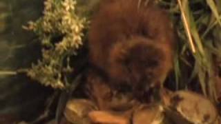 White Buffalo Bald Eagle Whitetail Skunk Beaver Osprey Vulture Wood Duck Mink RedTail Hawk Muskrat