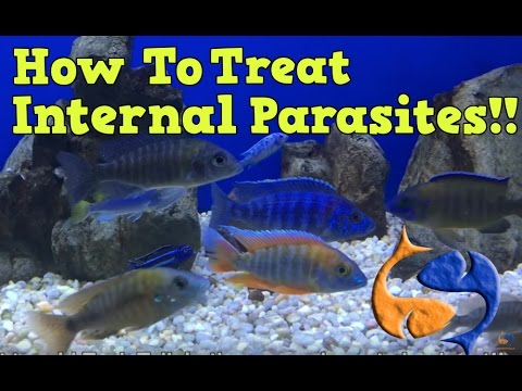 How To Treat For Internal Parasites In Your Fish Part 1! Medicate The Food! KGTropicals!