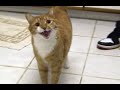 Autotune Cat Song 2022
