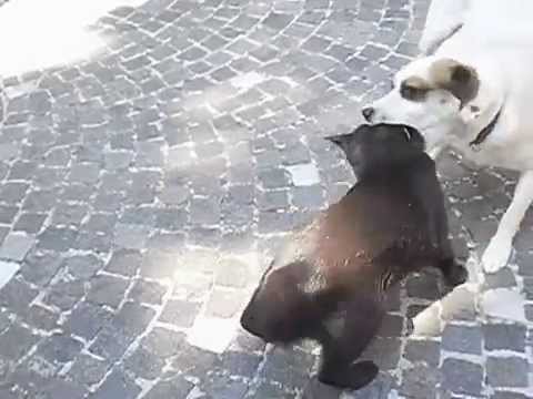 Cane e gatto: nemiciamici