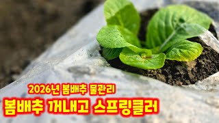 봄배추 정식 13일 비닐 속에서 꺼내고 스프링클러 돌려 물공급 하기 (배추재배방법)