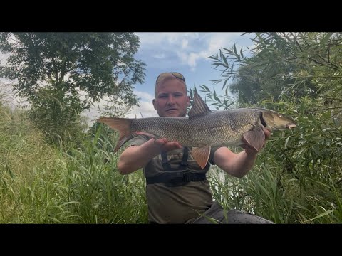 Summer barbel fishing!