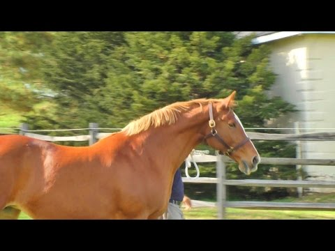 Toraya at Iron Spring Farm, Autumn 2015 - SOLD!