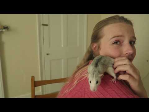 Meet My Rats | vlog