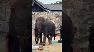 202406泰國曼谷華欣旅行 華欣動物園