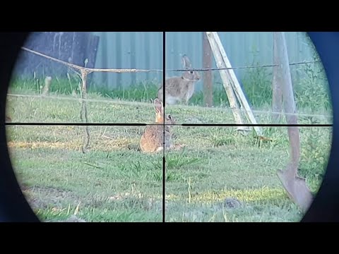 Rabbit Hunting - Over 22 Head Shots - .22lr Rimfire Australia