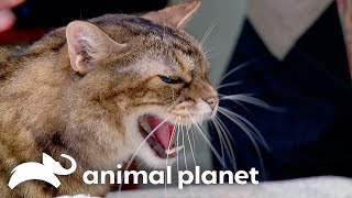 A Deaf Cat Fights With His Disabled Feline House Mate | My Cat From Hell | Animal Planet